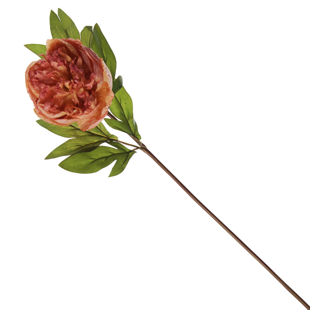 Pink Apricot Peony Flower Stem Whole Image