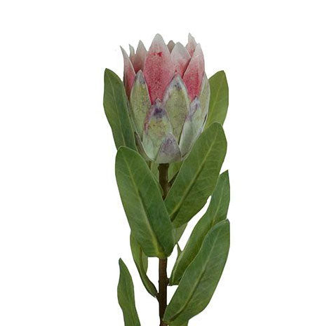 Pink Protea Bud 38cm