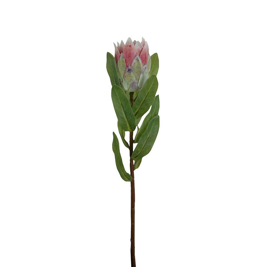 Pink Protea Bud 38cm