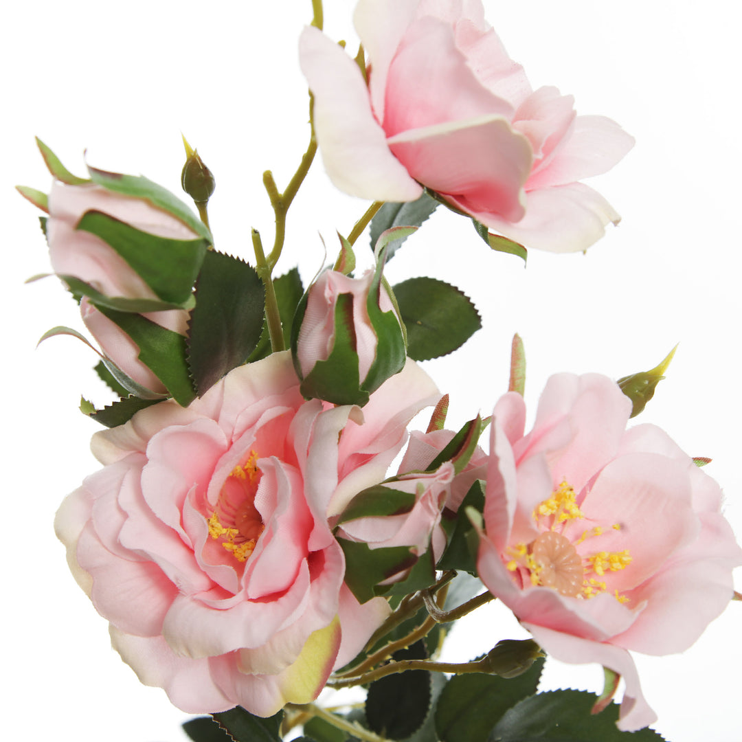 Pink Rose Flower Spray Close Up