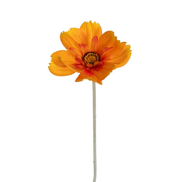 queen-cosmos-stem-orange-yellow-56cmh