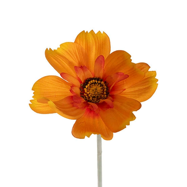queen-cosmos-stem-orange-yellow-56cmh