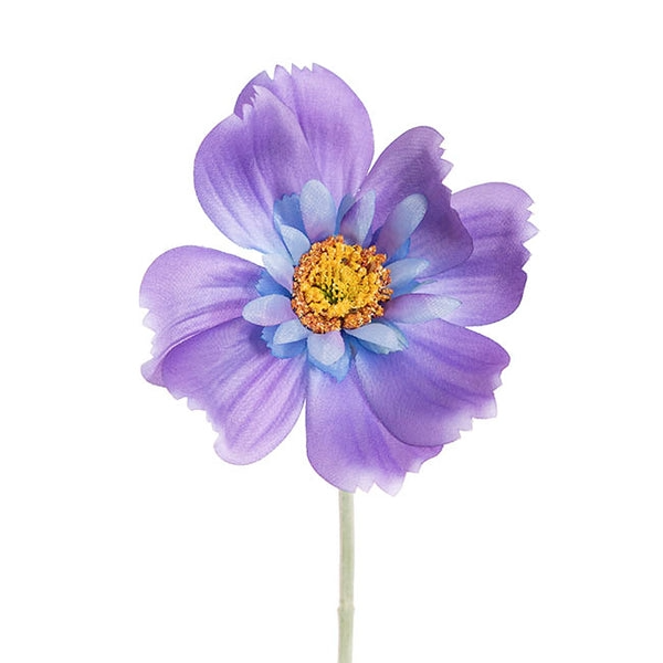 queen-cosmos-stem-purple-56cmh