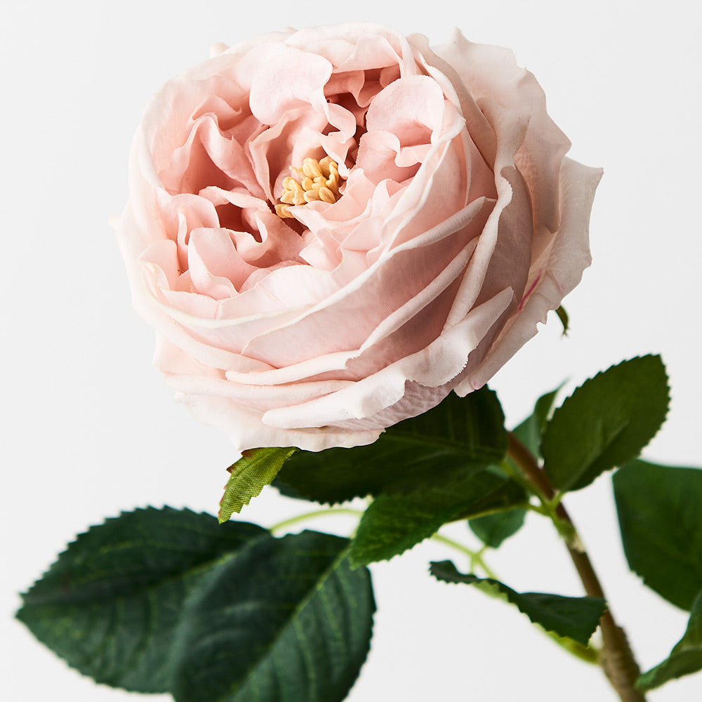 real-touch-austin-rose-soft-pink