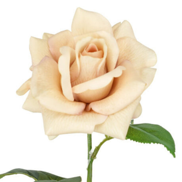 Rose Ecuador Real Touch Nude 73cm