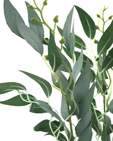 ruscus-bush-50cmh