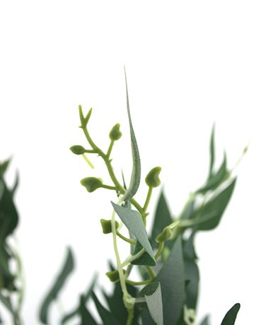 ruscus-bush-50cmh