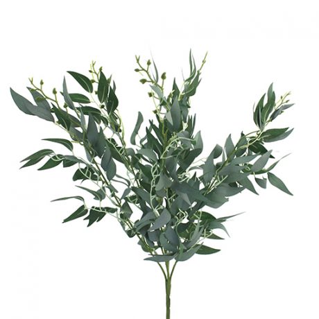 ruscus-bush-50cmh