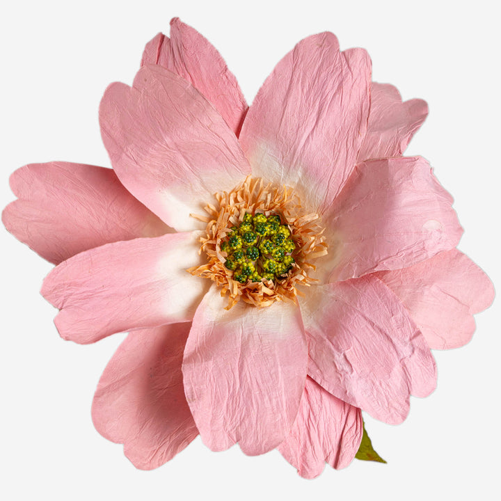 Salmon Paper Daisy Extra Large