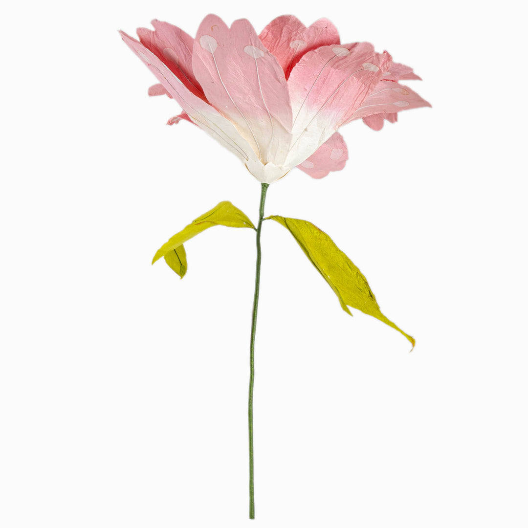 Salmon Paper Daisy Extra Large