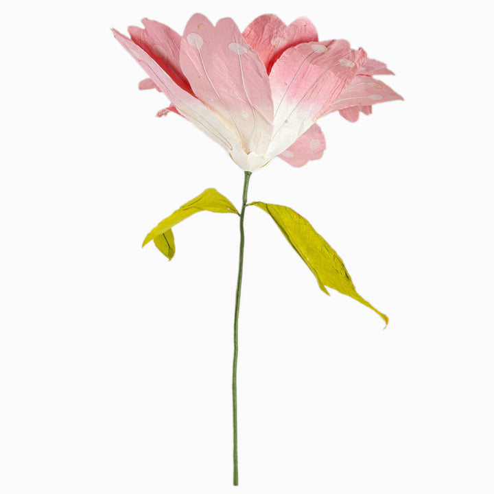 Salmon Paper Daisy Extra Large
