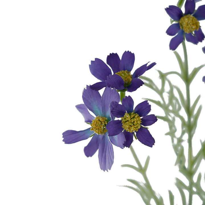 Sky Cosmos Spray Blue 47cm
