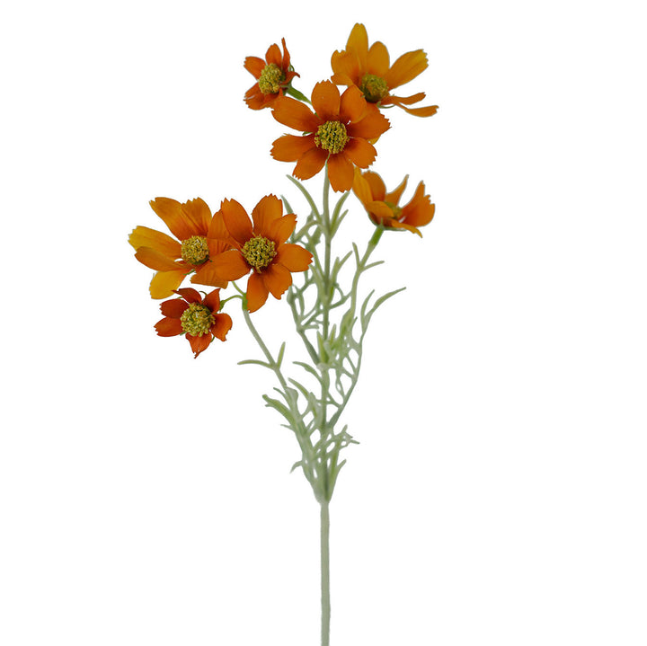Sky Cosmos Spray Orange 47cm