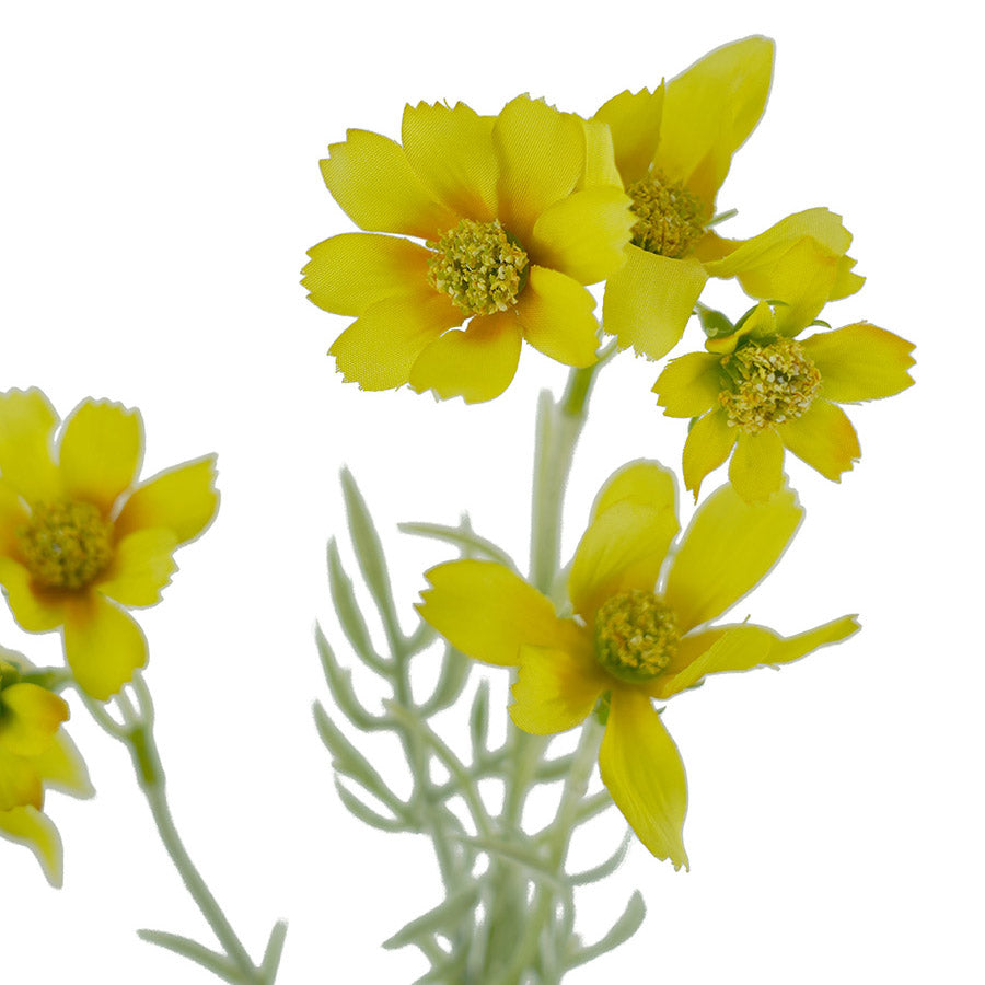 Sky Cosmos Spray Yellow 47cm