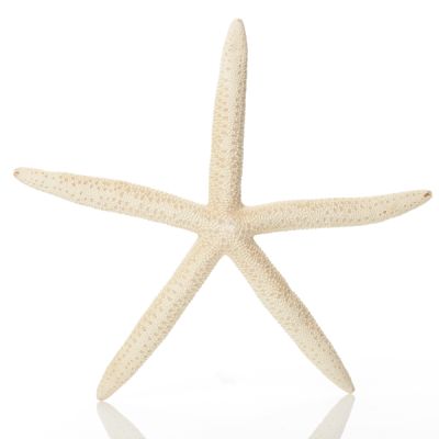 Finger Starfish White