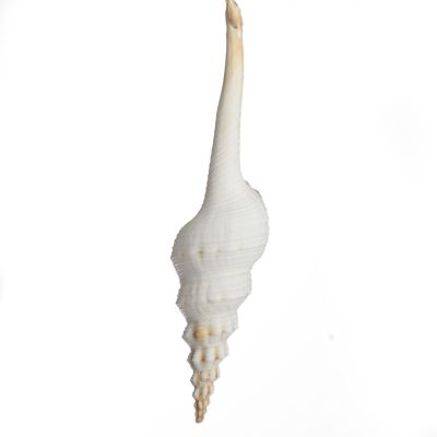 Hanging Conch Shell Tree Decoration