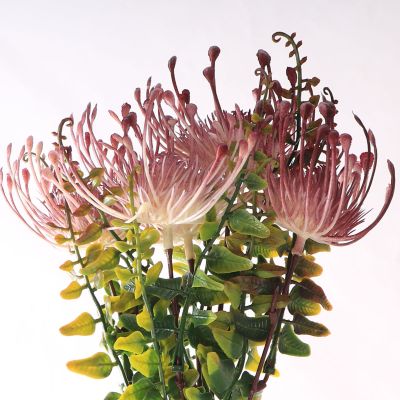 Native Red Pink Pincushion Protea Flower Spray
